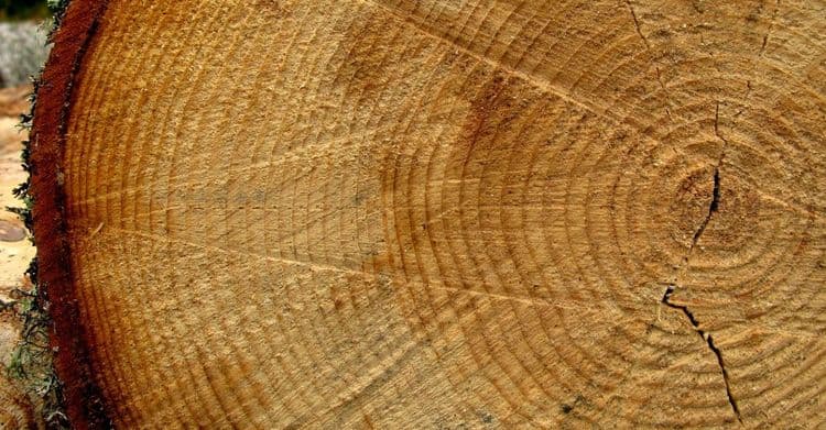 Comment connaître l'âge d'un arbre ?