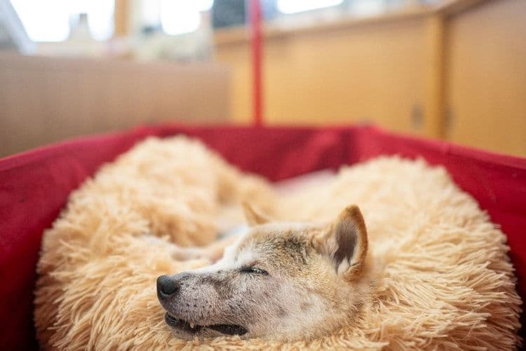 Le fabuleux destin de Kabosu, chienne star d'internet et emblème du dogecoin