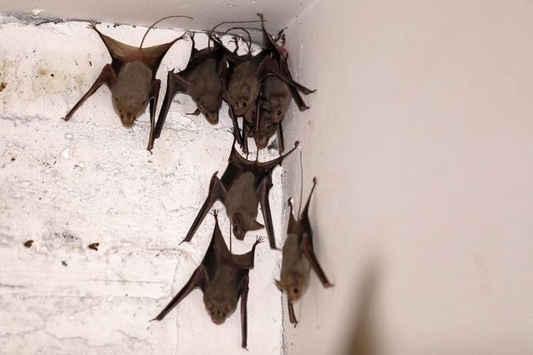 Un Australien meurt d'un virus transmis par une morsure de chauve-souris