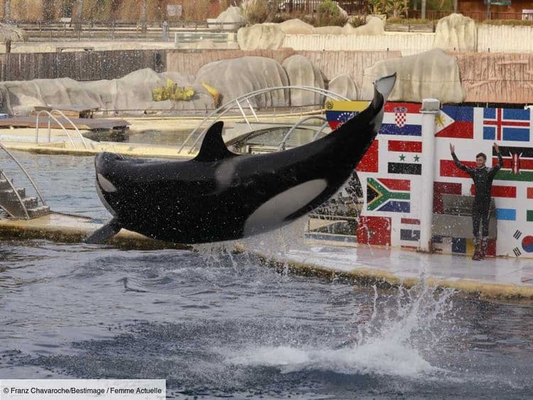 Que deviennent les orques et dauphins du Marineland d’Antibes, six mois après la fermeture du parc ?