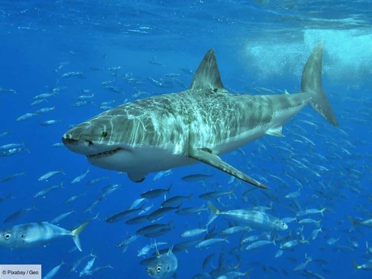 La véritable histoire des attaques de requins qui ont traumatisé l’Amérique et inspiré "Les dents de la mer"
