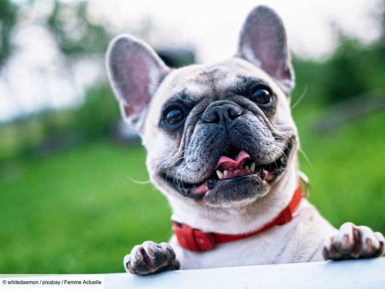 Tout savoir sur le bouledogue français, l’un des chiens préférés des Français