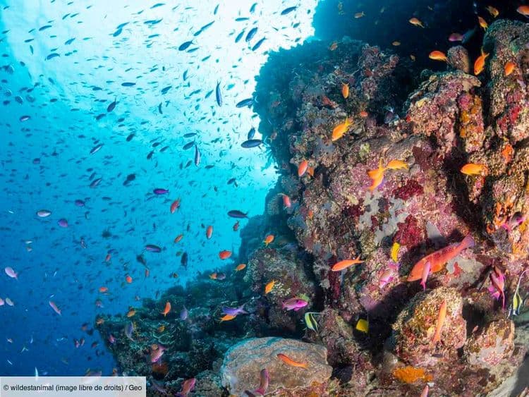 Cryogénie, fertilisation, greffe... Comment l’Australie tente de sauver ses récifs coralliens