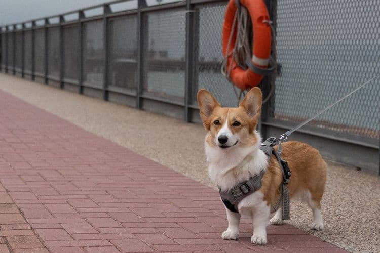 Les eurodéputés adoptent des règles pour le bien-être des chats et des chiens