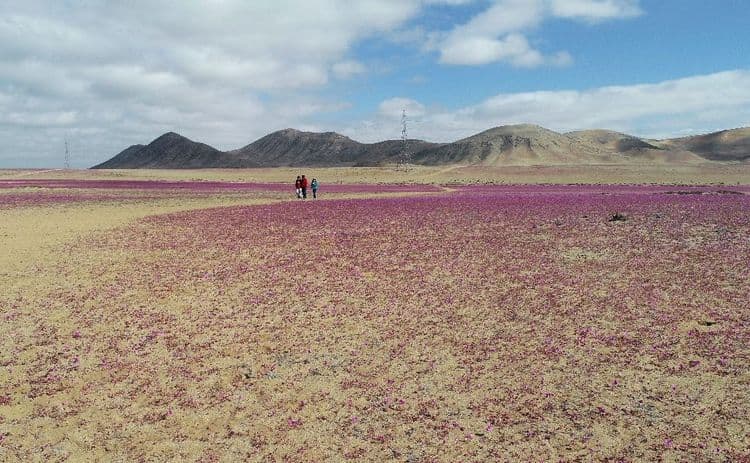 Chili: des pluies inhabituelles font fleurir le désert aride d'Atacama