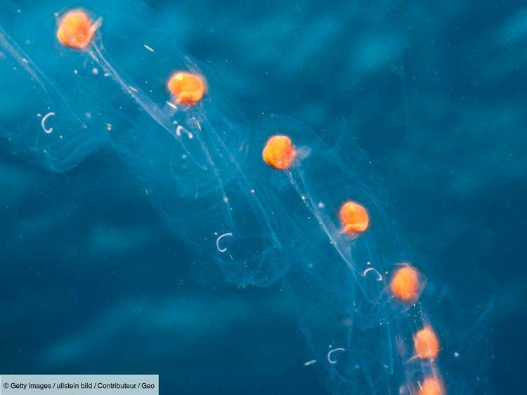 Les salpes, prodigieuses créatures marines, inspirent les sous-marins de demain