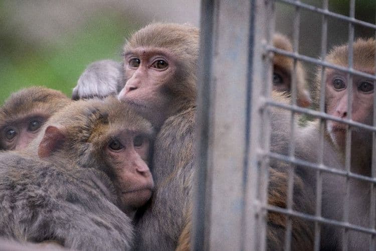 Aux Etats-Unis, la police à la recherche de 43 macaques en cavale