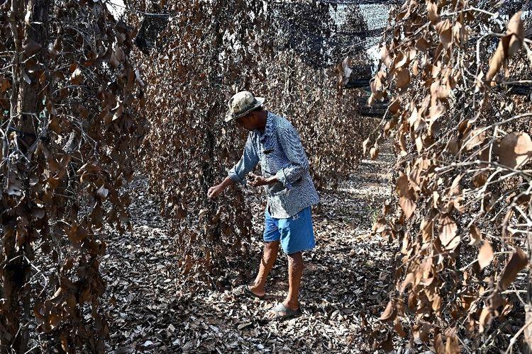Au Cambodge, le précieux poivre de Kampot en péril face au changement climatique