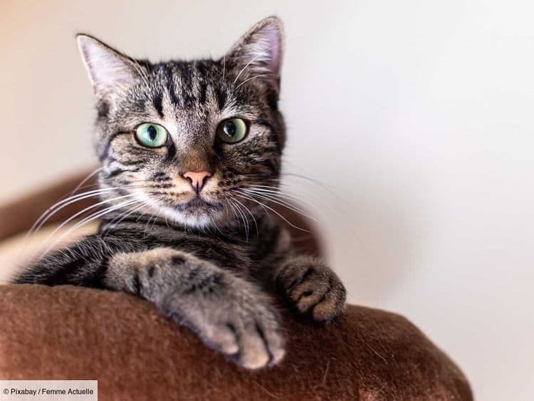 Arrêtez tout de suite le “cat spinning”, cette nouvelle tendance TikTok, vous risquez de blesser votre chat