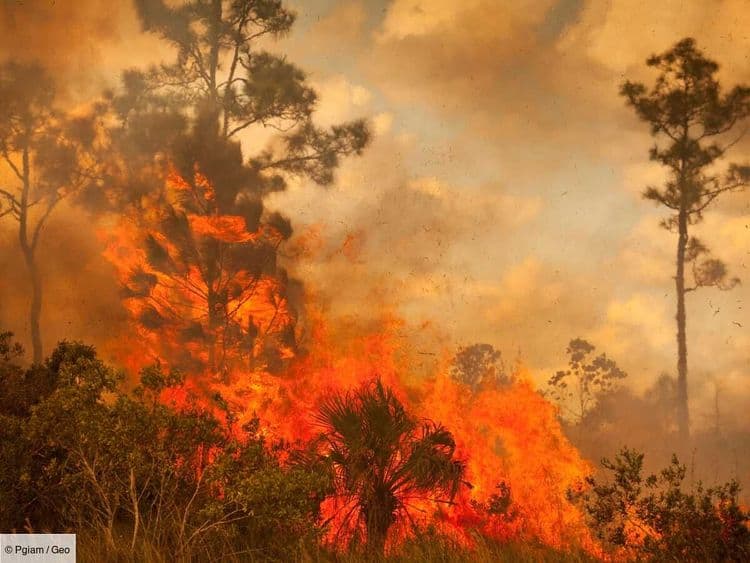 18 terrains de football brûlés par minute: l'alerte rouge sur les forêts tropicales