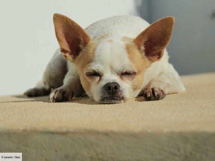 Votre chien peut ressentir votre stress… Et ça le met de mauvaise humeur, révèle une nouvelle étude