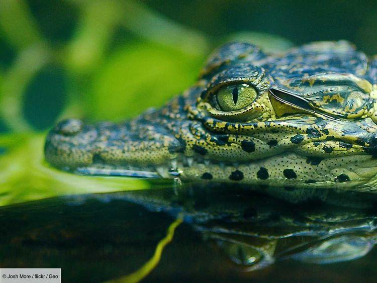 Les bébés crocodiles de Cuba en grand danger d'extinction à cause des chats sauvages
