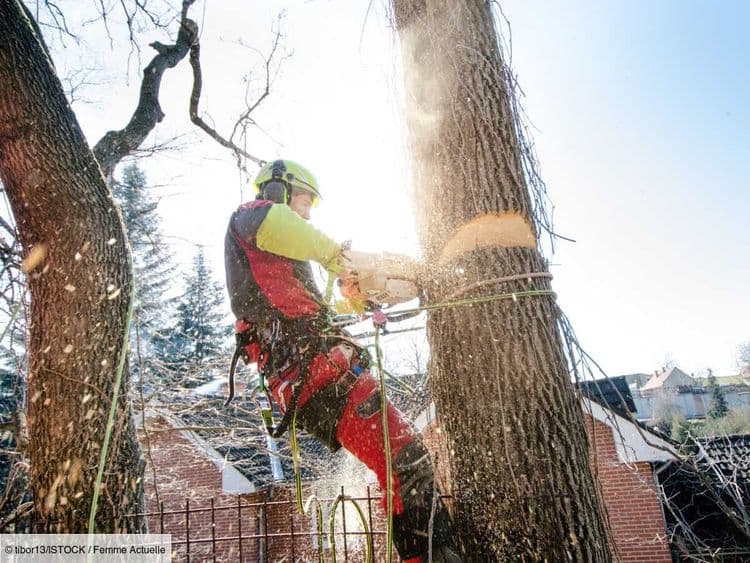 Vous souhaitez abattre un arbre dans votre jardin ? Attention, certaines autorisations sont peut-être nécessaires