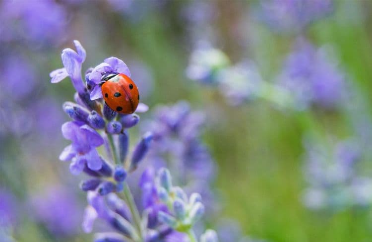 Comment accueillir les coccinelles dans son jardin ?