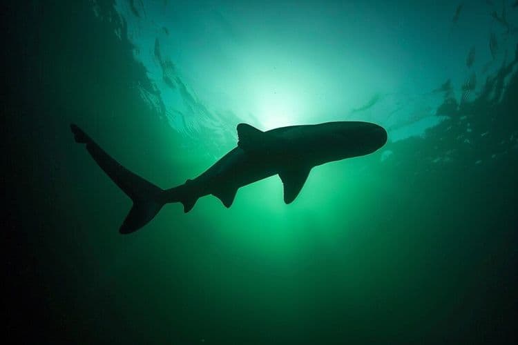 Grand requin blanc repéré en France : une nouvelle tendance en vue ?