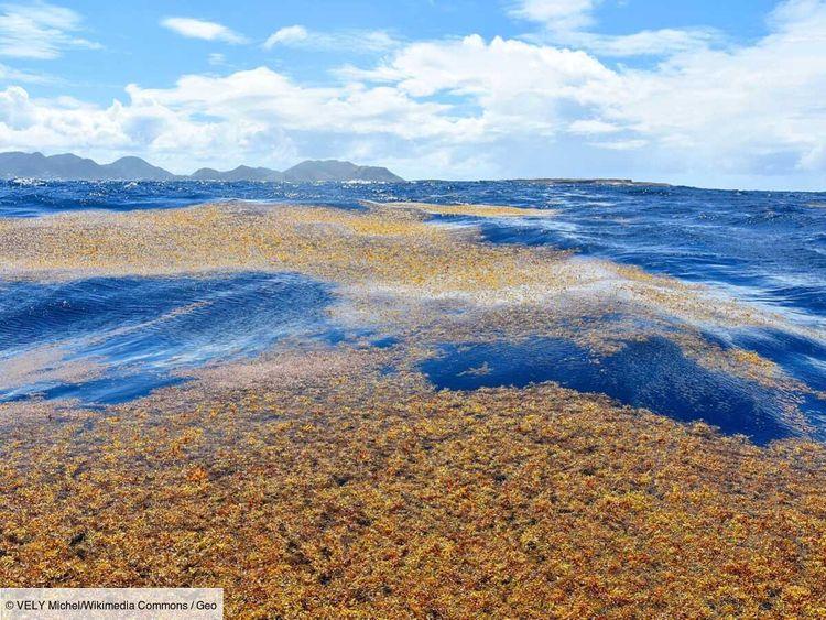 Dans les Antilles françaises, un barrage contre les sargasses, cette algue qui pollue les plages