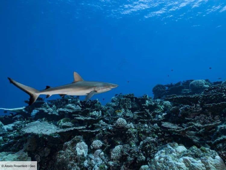 "Il ne restait que ses os": requins et hommes se côtoient de trop près sur cette plage israélienne