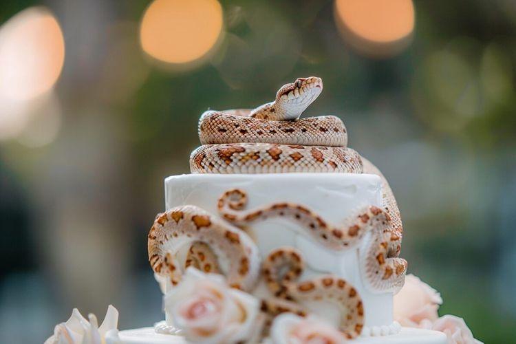 Un invité inattendu au mariage : La sœur de la mariée neutralise un serpent à mains nues