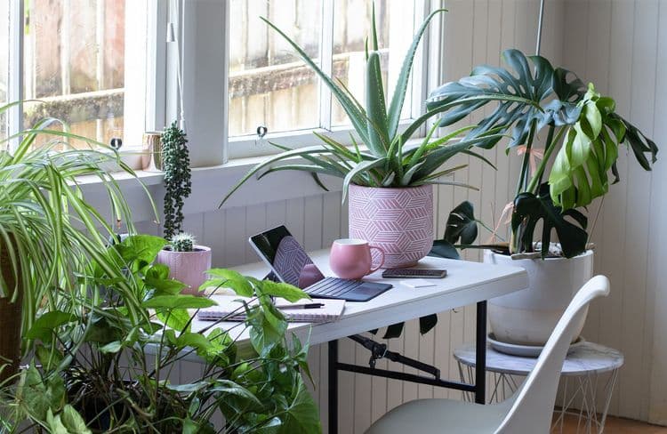 Comment faire cohabiter les plantes d’intérieur en hiver et le chauffage ?