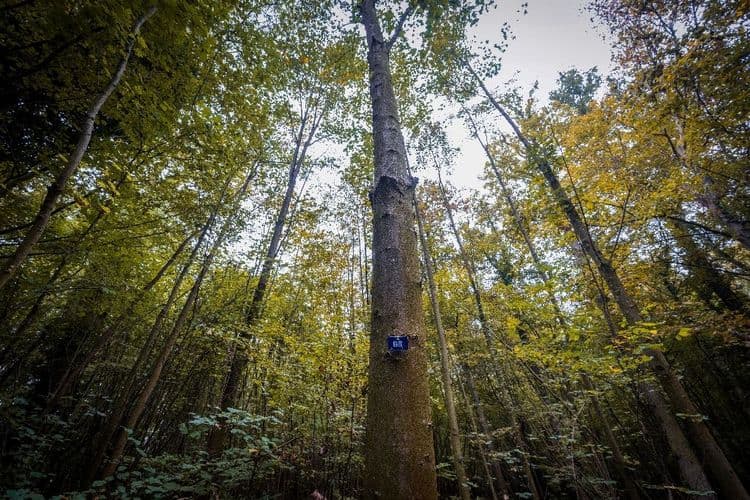 La France accélère sa décarbonation, mais manque son objectif climatique à cause des forêts et des sols