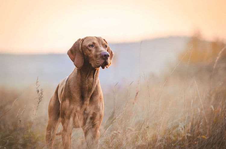 Un animal sait quand un humain va mourir, vrai ou faux ?