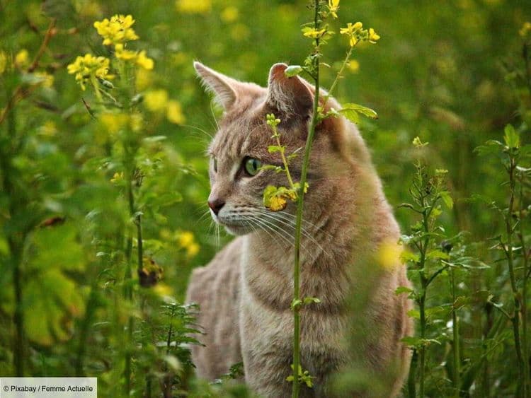 Oreilles coupées, doigts arrachés … Depuis des mois, des dizaines de chats domestiques sont victimes de maltraitances