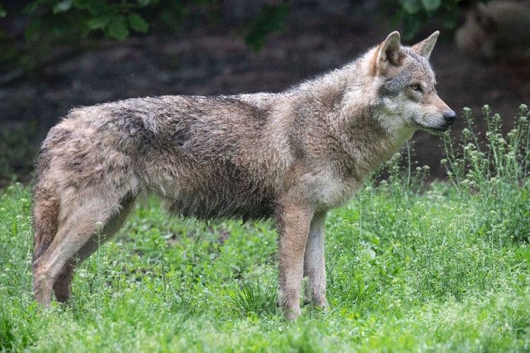 En Europe, le loup reste une "espèce protégée", mais moins qu'avant