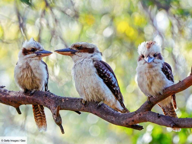 Rencontre avec le Kookaburra, cet oiseau australien qui double les singes au cinéma