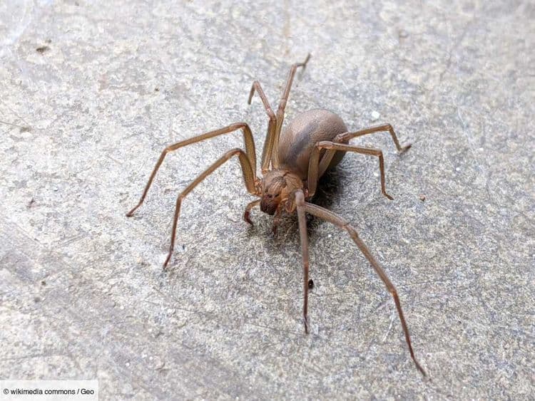 Une famille a vécu avec plus de 2000 araignées venimeuses sans le savoir pendant 5 ans