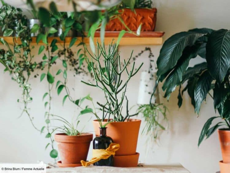 Feuilles jaunies, desséchées, tachées... Vos plantes présentent ces signes ? Il faut agir !