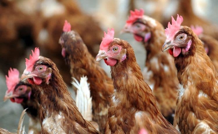 En Alsace, distribution gratuite de poules anti-gaspi