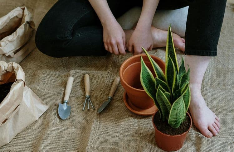 Voici le secret pour bien entretenir ses plantes, surtout en hiver