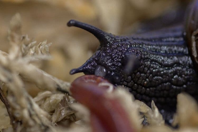 Nouvelle-Zélande: une espèce menacée d'escargot filmée en train de pondre par le cou