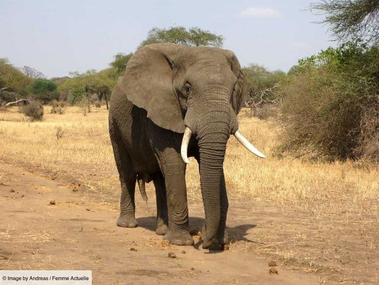 "Un déclin catastrophique" : l'alerte préoccupante de WWF sur la disparition des animaux sauvages qui s'accélère