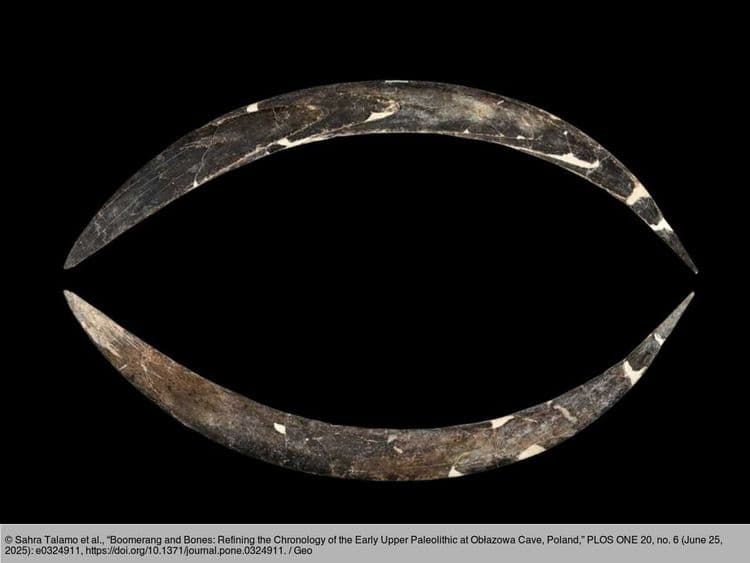 Ce "boomerang de l'âge de glace" pourrait être le plus ancien jamais retrouvé au monde