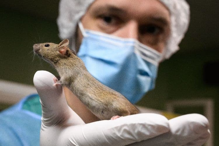 Les rats ont l'oreille musicale