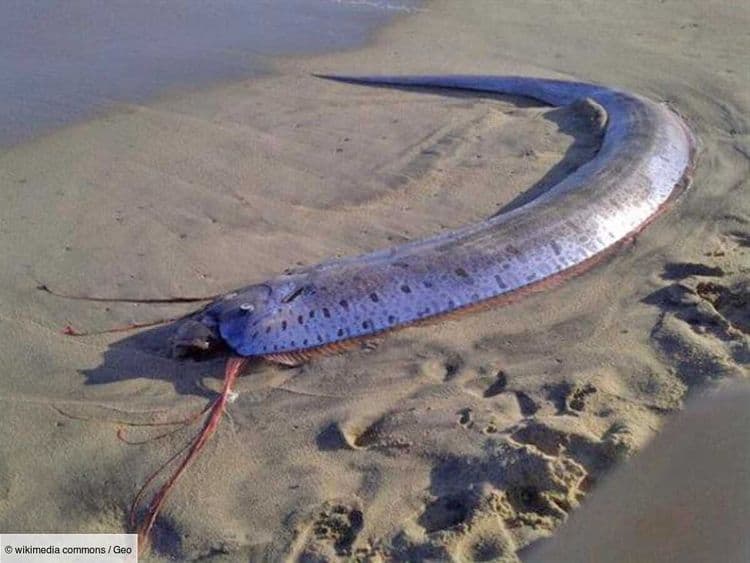 Trois "poissons de l'apocalypse" géants échoués en une semaine, présage d'une catastrophe imminente?