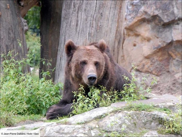 En Lituanie, le gouvernement veut abattre une femelle ours brun, les chasseurs refusent