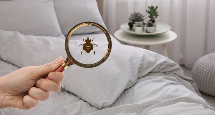 La polémique des punaises de lit a été « artificiellement amplifiée » par la Russie !