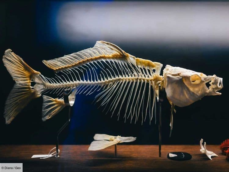 De l’ADN de poissons datant de l’époque romaine ouvre la voie à de nouvelles découvertes sur les anciens régimes alimentaires