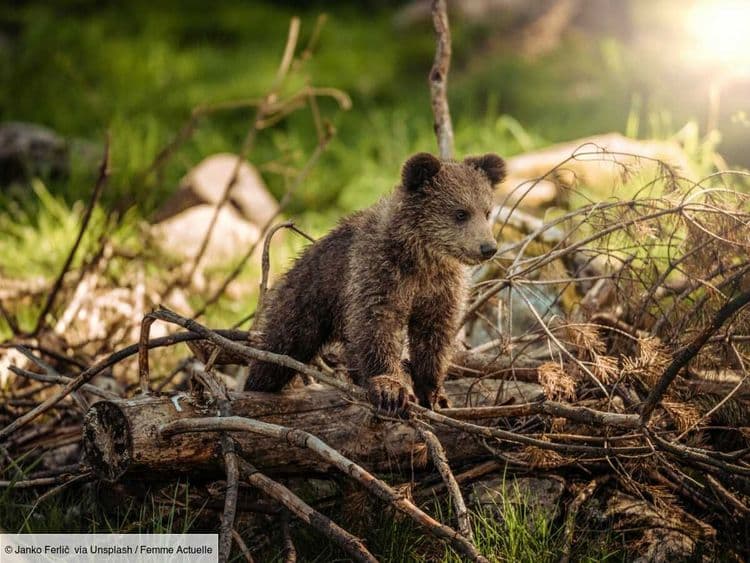 Cette méthode insolite d'éleveurs américains, en charge d'un ourson abandonné par sa mère