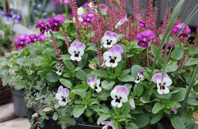 Comment fleurir le balcon en hiver ?