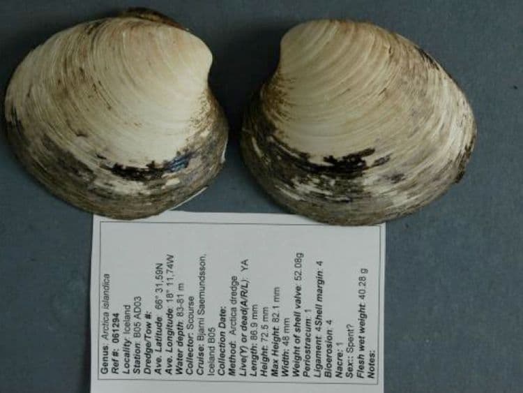 Cette palourde géante est née sous la dynastie Ming, en 1499