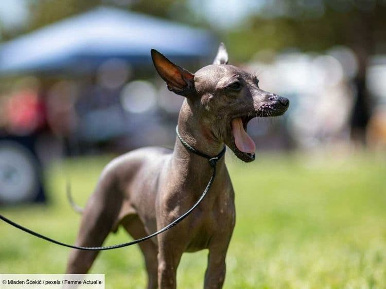Chien nu du Mexique (Xoloïtzcuintle), un compagnon affectueux au profil original