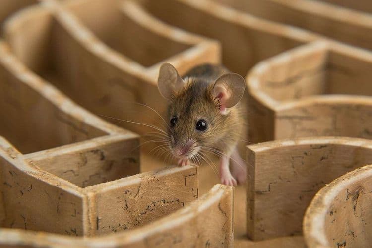 Une thérapie innovante parvient à freiner la réponse immunitaire au gluten chez la souris