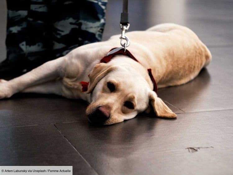 "Un animal n'est pas une valise" : le calvaire de cette maîtresse lors d'un vol transatlantique avec son chien