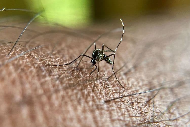 Premier cas autochtone de chikungunya en 2025 en métropole, dans le Var