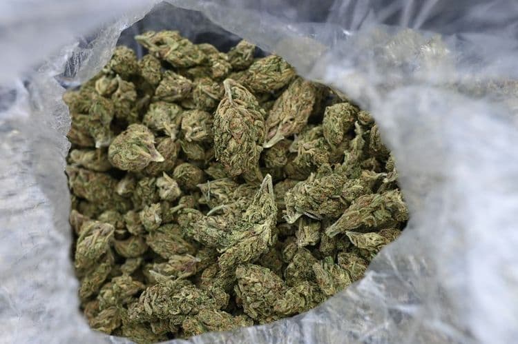 Cannabis: Bègles propose un panel réduit et très encadré d'"expérimentation"