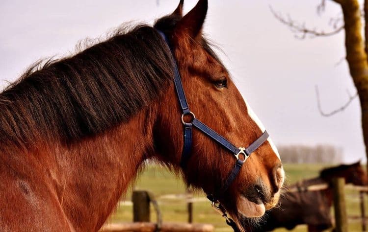Connaissez-vous l’histoire de Sampson, ce cheval colossal qui a vécu au XIXème siècle ?
