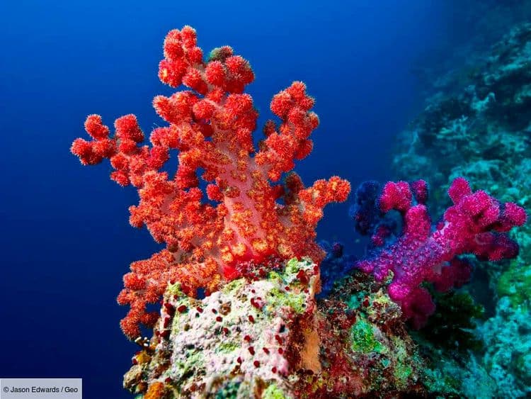 À quoi un monde sans coraux ressemblera-t-il?